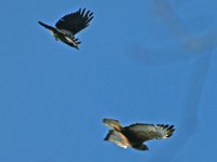 Bussard Kraehe 08